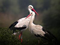 cigueñas